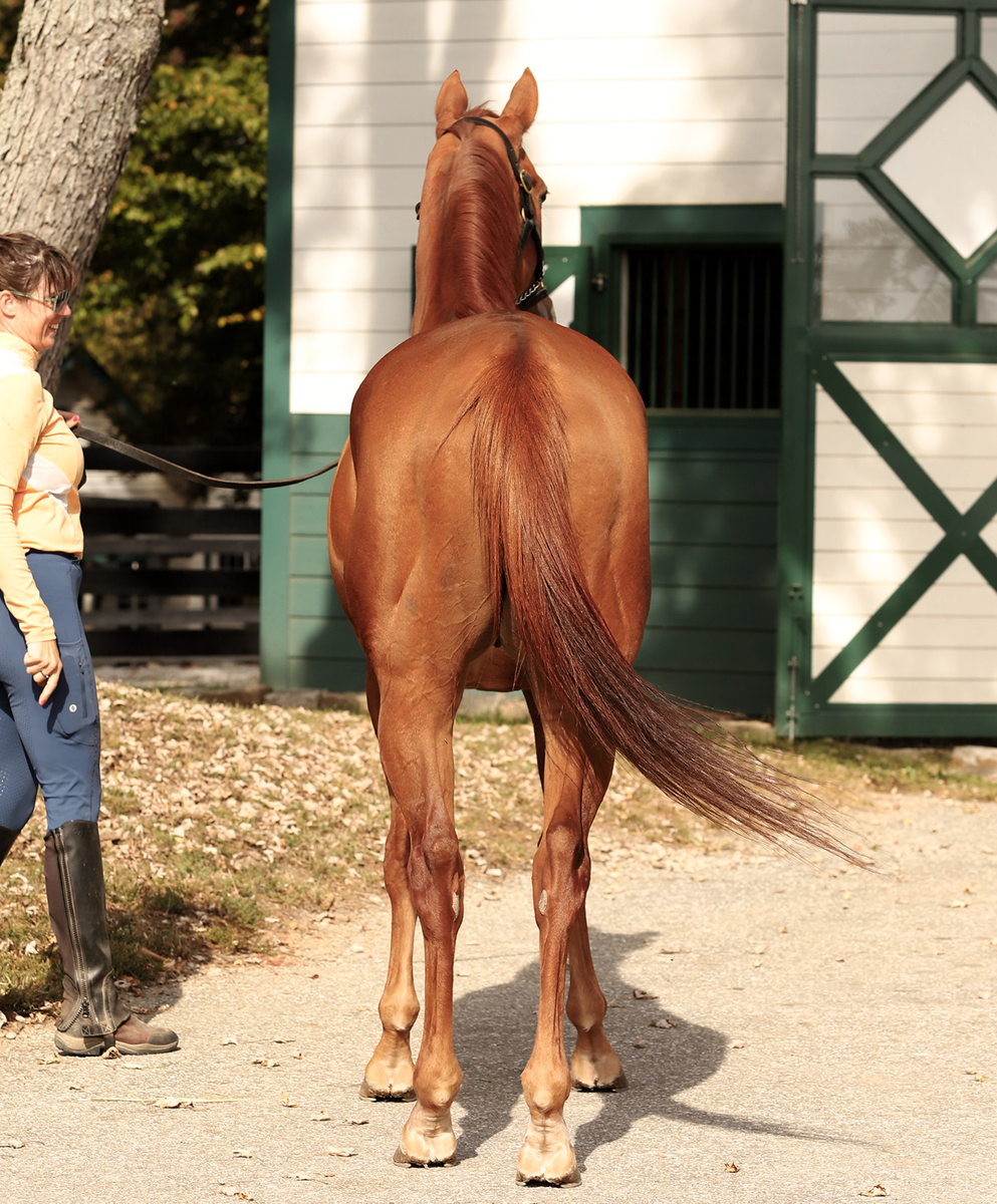 Eye Dee Kay, 7yo Thoroughbred gelding, 16.0hh