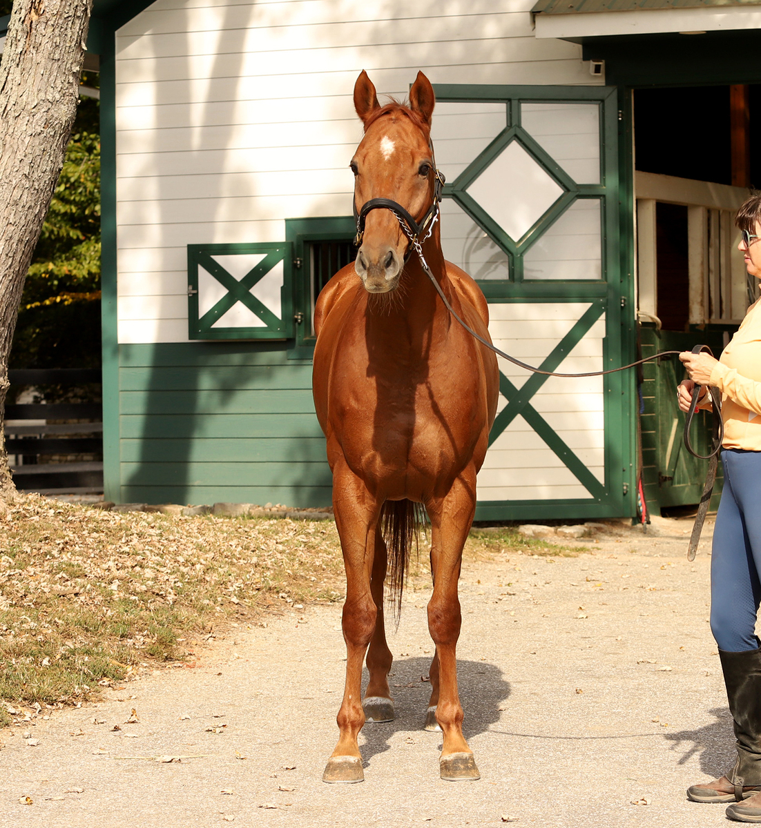 Eye Dee Kay, 7yo Thoroughbred gelding, 16.0hh