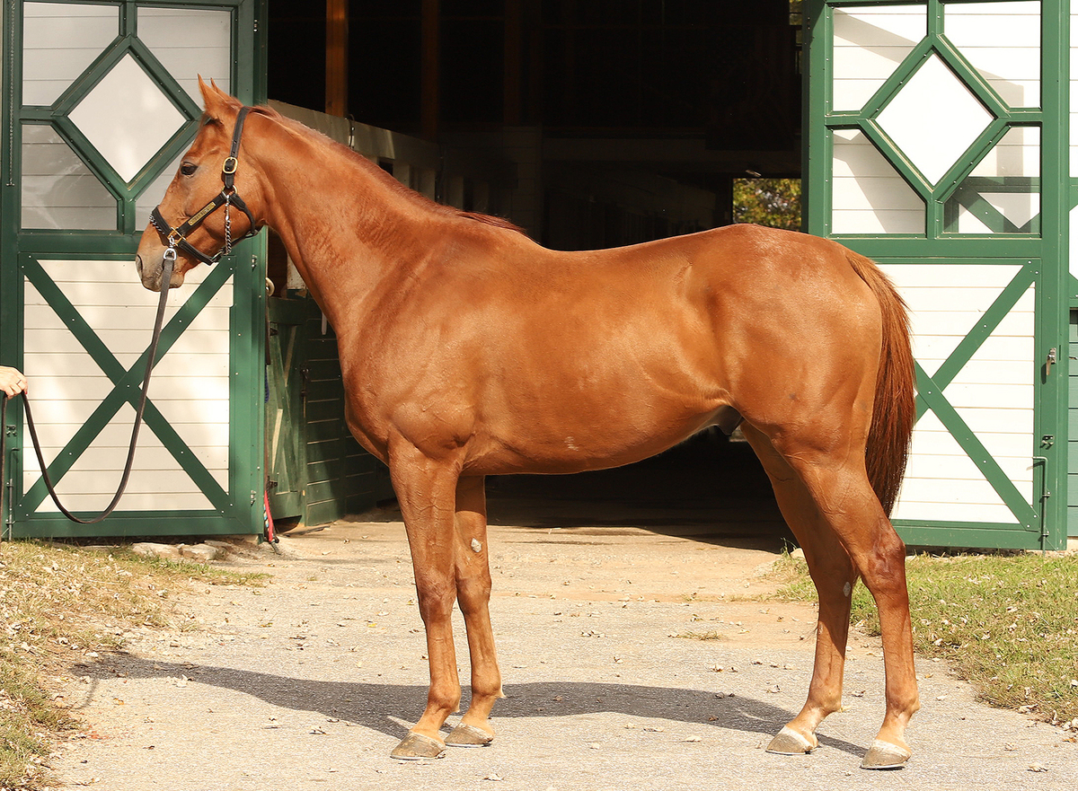 Eye Dee Kay, 7yo Thoroughbred gelding, 16.0hh