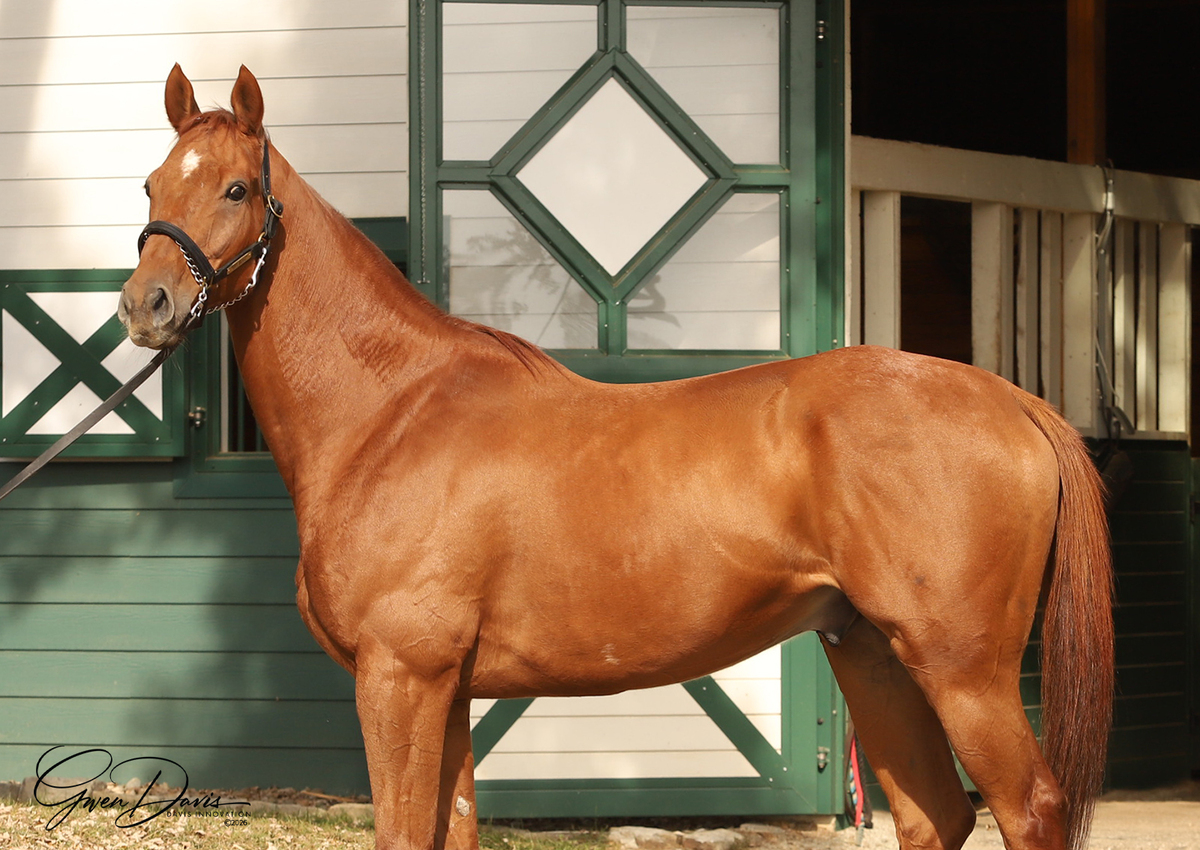 Eye Dee Kay, 7yo Thoroughbred gelding, 16.0hh
