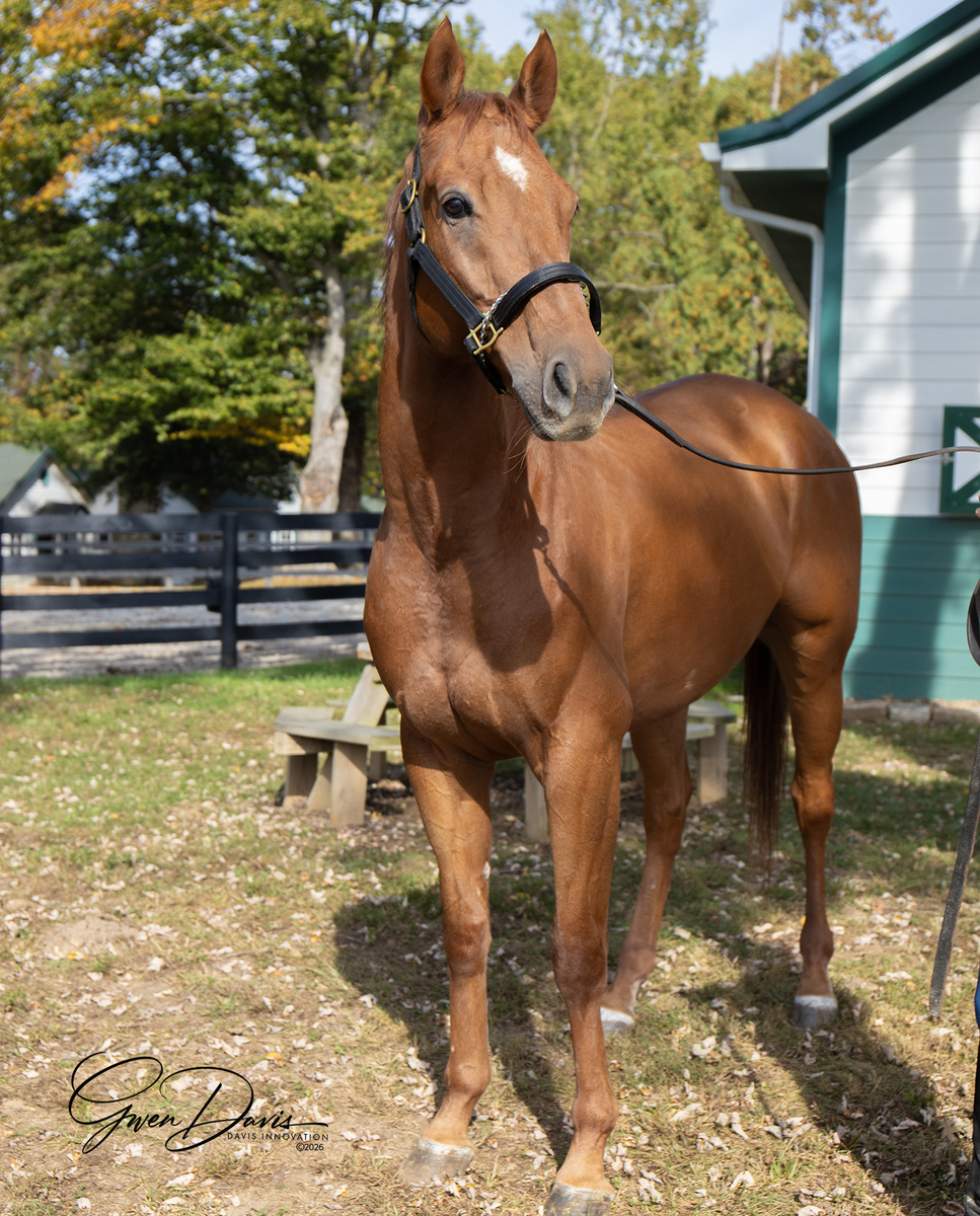 Eye Dee Kay, 7yo Thoroughbred gelding, 16.0hh