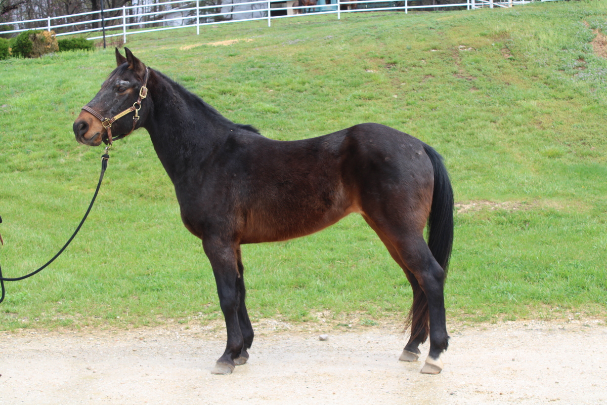 Santiago, 25yo American Quarter Horse gelding, 14.2hh