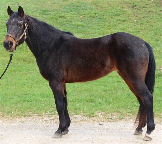 Santiago, 25yo American Quarter Horse gelding, 14.2hh