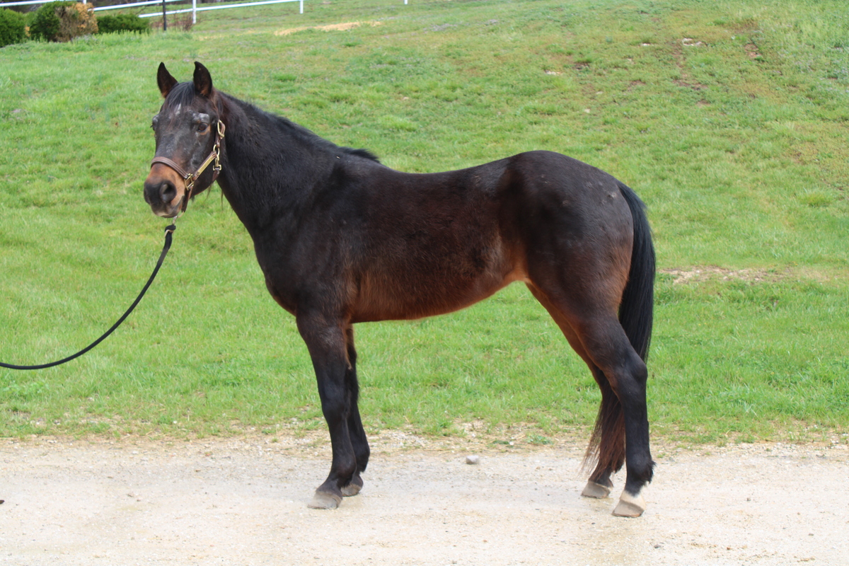 Santiago, 25yo American Quarter Horse gelding, 14.2hh