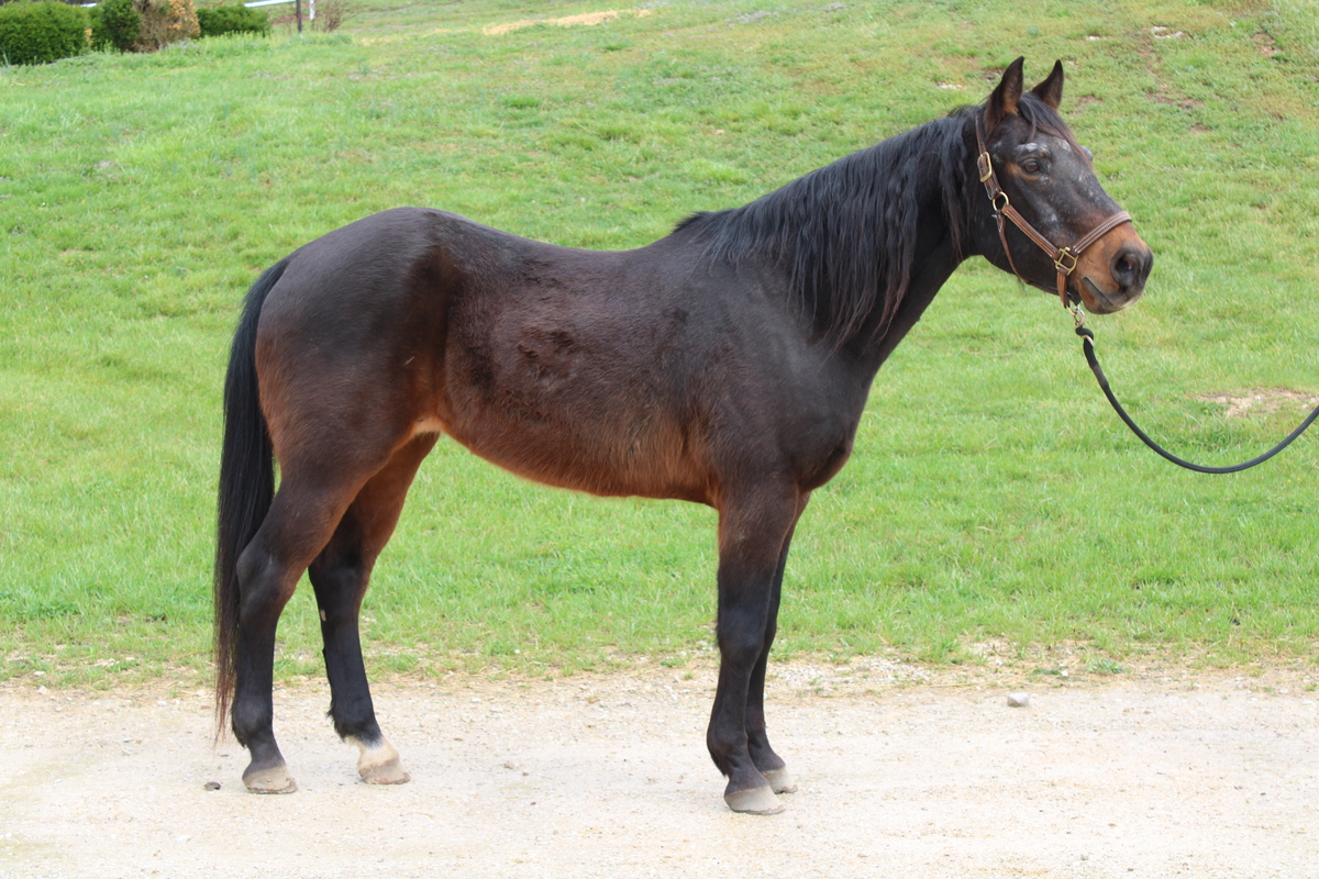 Santiago, 25yo American Quarter Horse gelding, 14.2hh