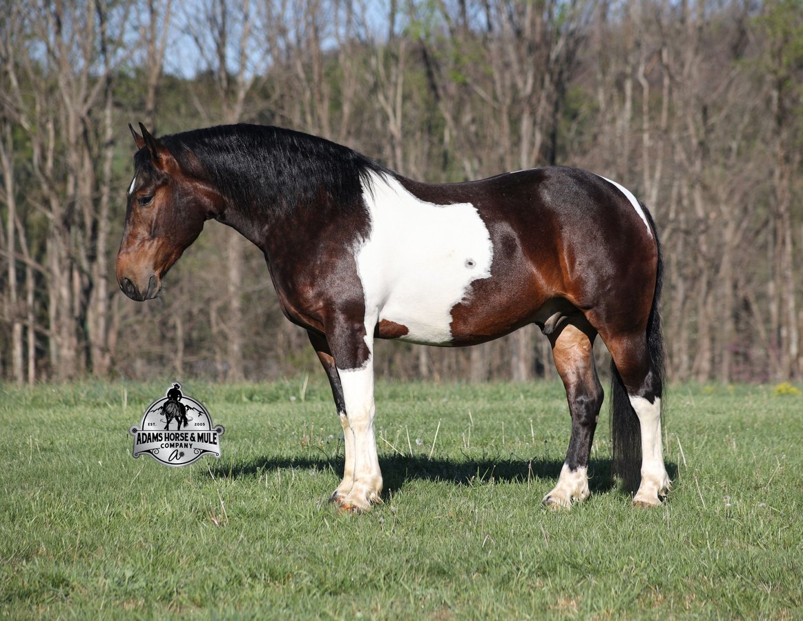 American Quarter Horse, 5yo American Quarter Horse gelding, 15hh