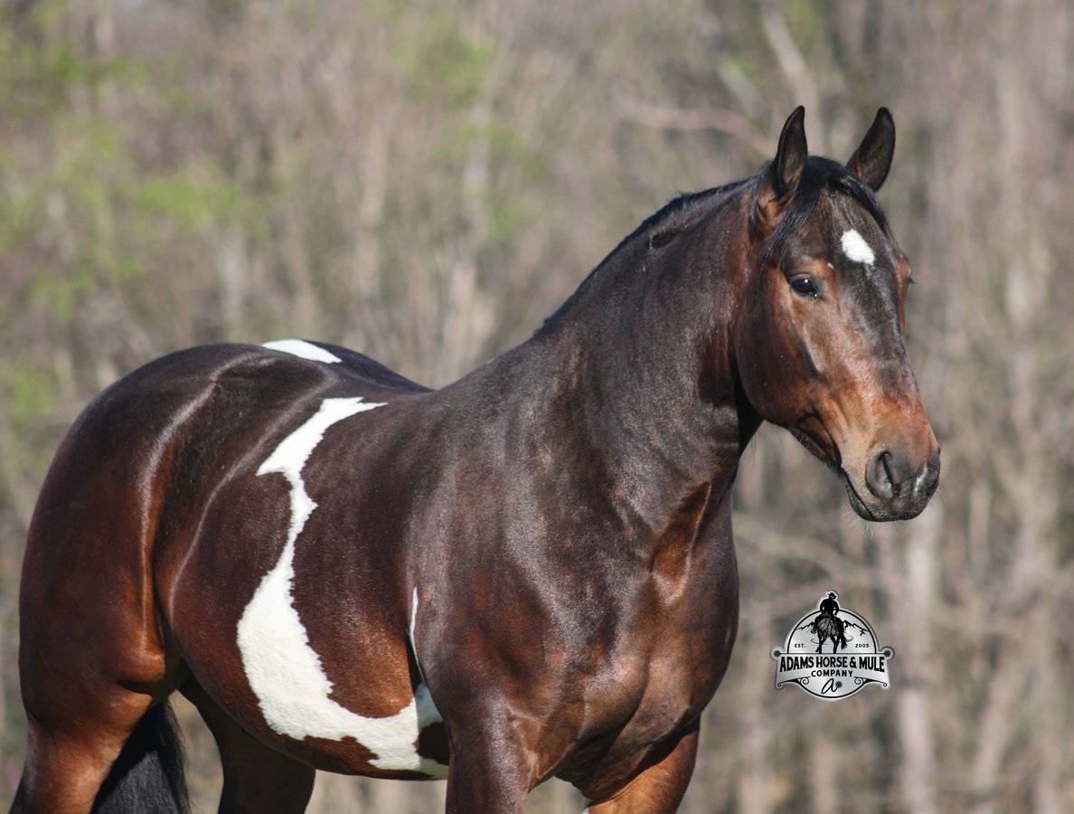 American Quarter Horse, 5yo American Quarter Horse gelding, 15hh