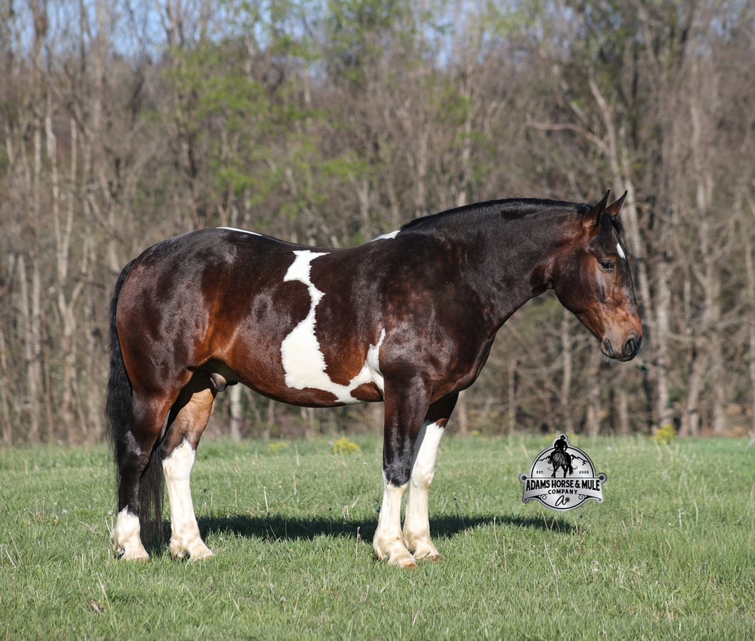 American Quarter Horse, 5yo American Quarter Horse gelding, 15hh