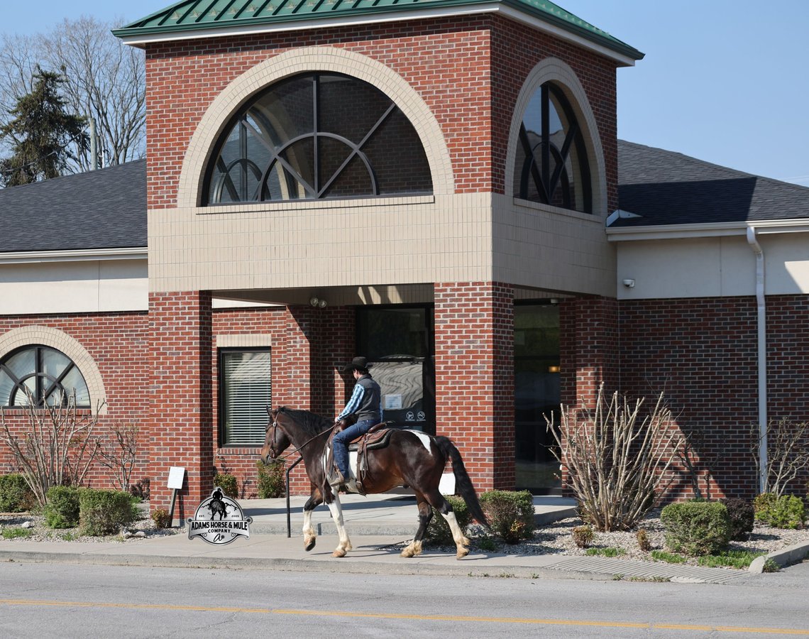 American Quarter Horse, 5yo American Quarter Horse gelding, 15hh