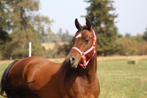 Matches Malone SE (Milo), 4yo Arabian gelding, 14.2hh