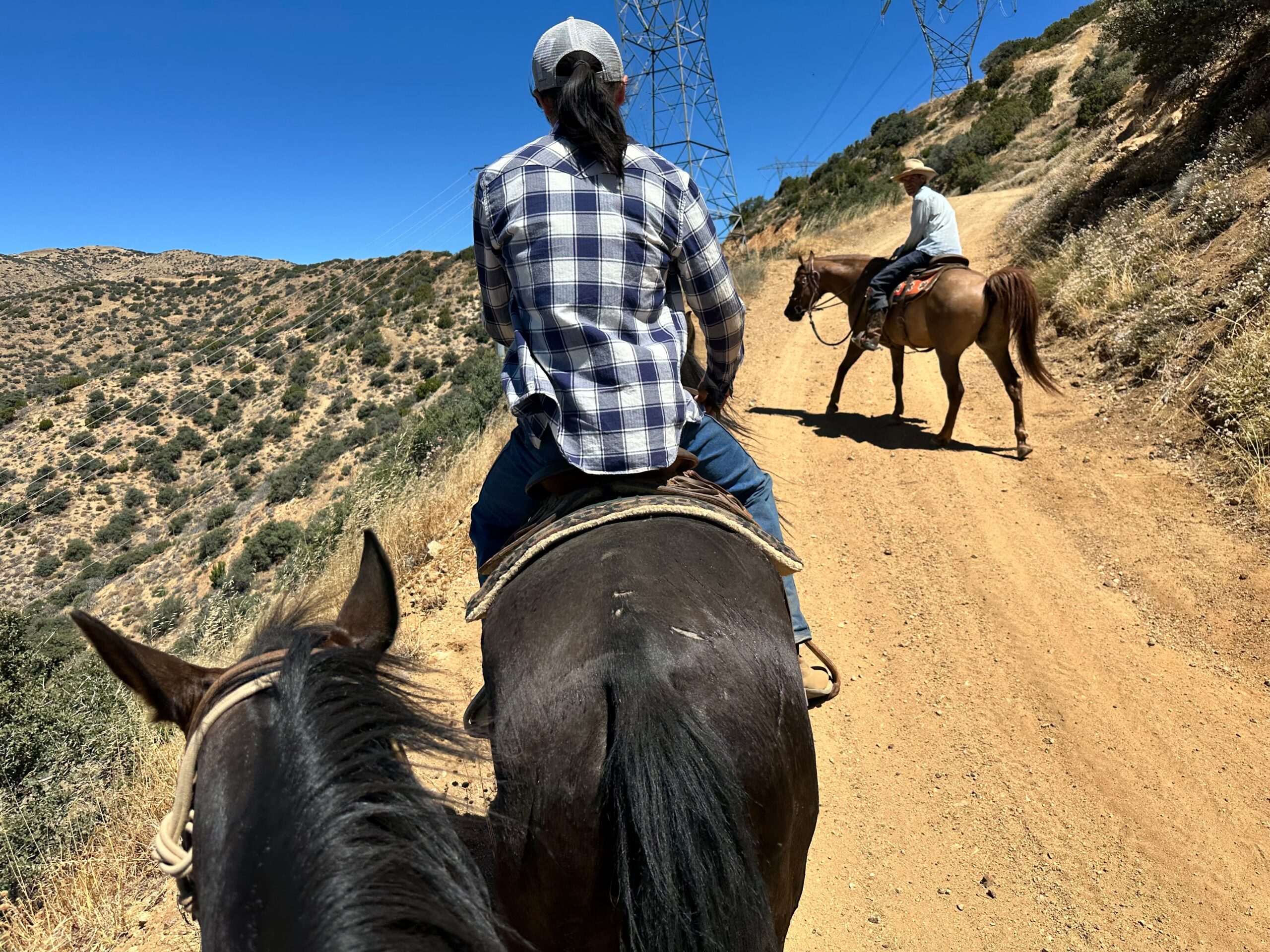 Rocky, 10yo Quarter Horse, 14.2hh
