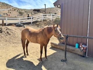 Rocky, 10yo Quarter Horse, 14.2hh