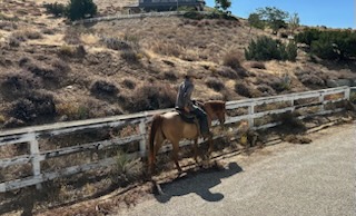 Rocky, 10yo Quarter Horse, 14.2hh