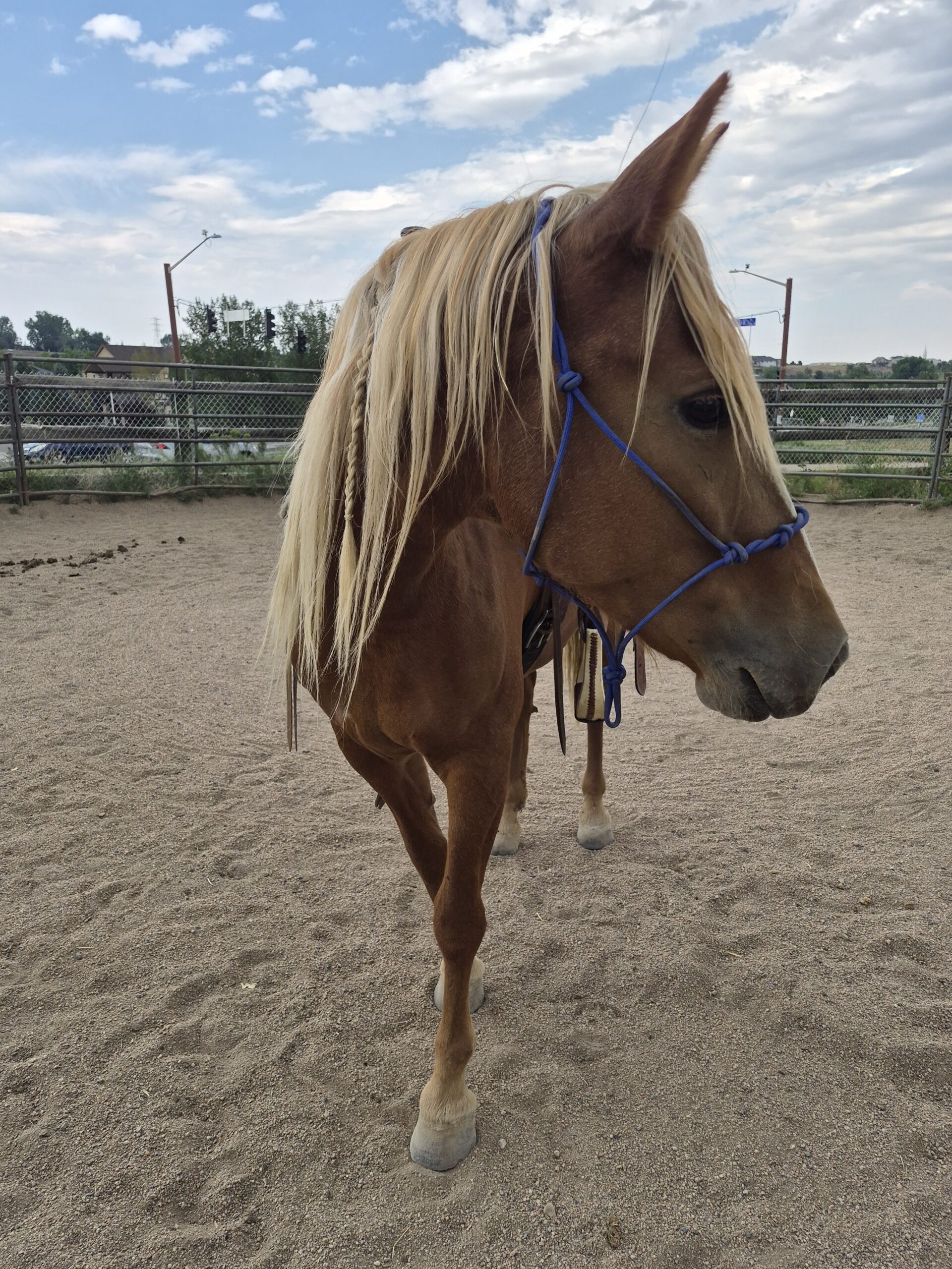 Rebel Traveler, 2yo Mustang gelding, 14.1hh