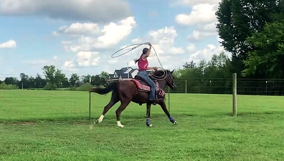 Rebel Traveler, 2yo Mustang gelding, 14.1hh