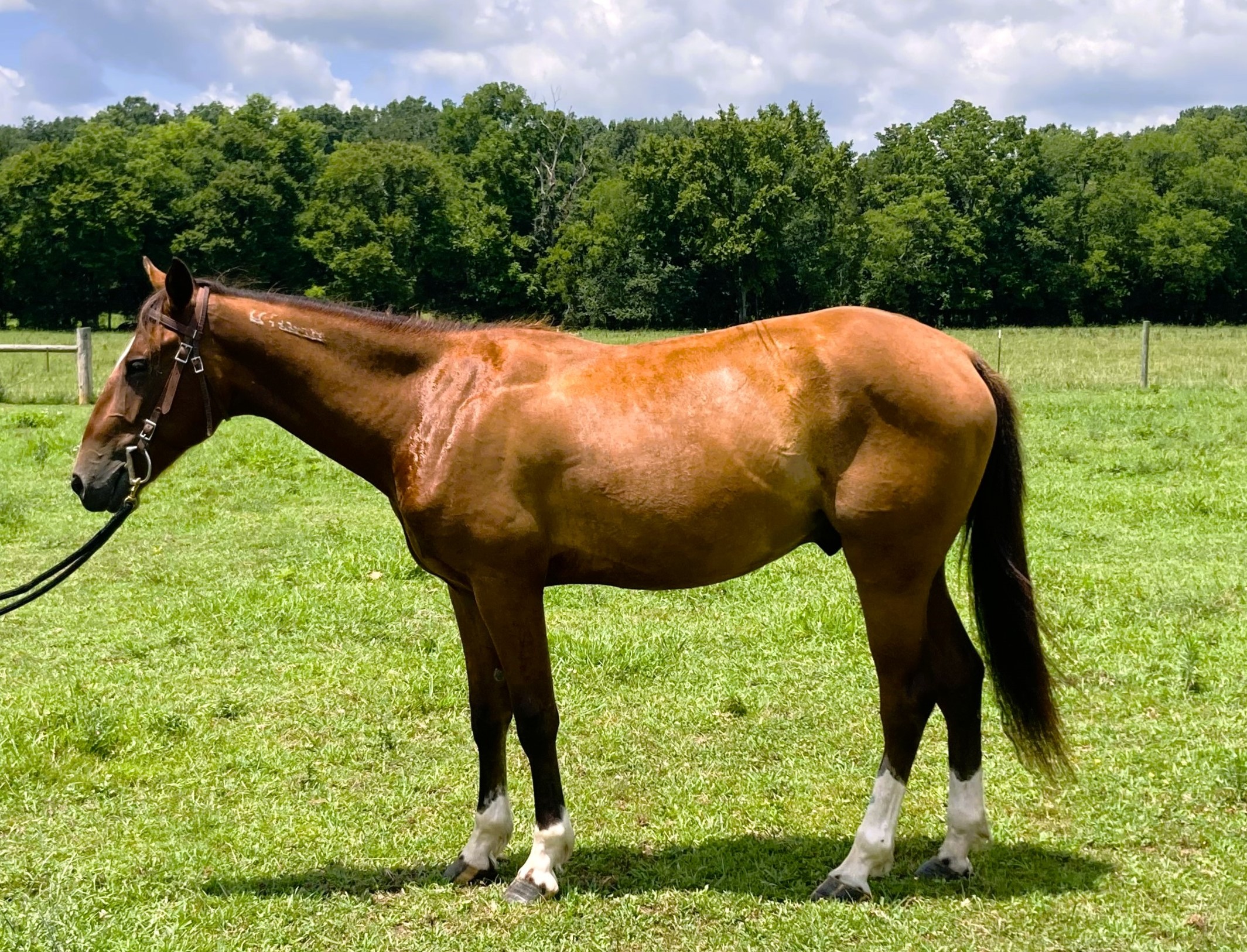 Rebel Traveler, 2yo Mustang gelding, 14.1hh
