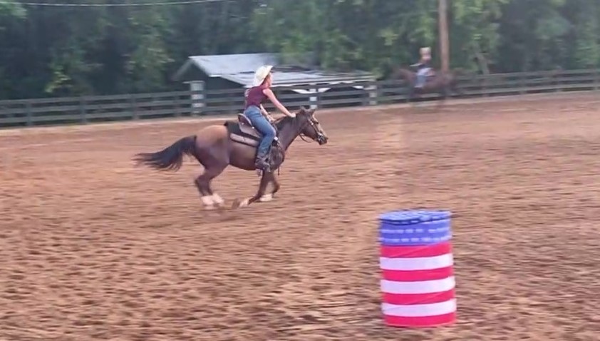 Rebel Traveler, 2yo Mustang gelding, 14.1hh