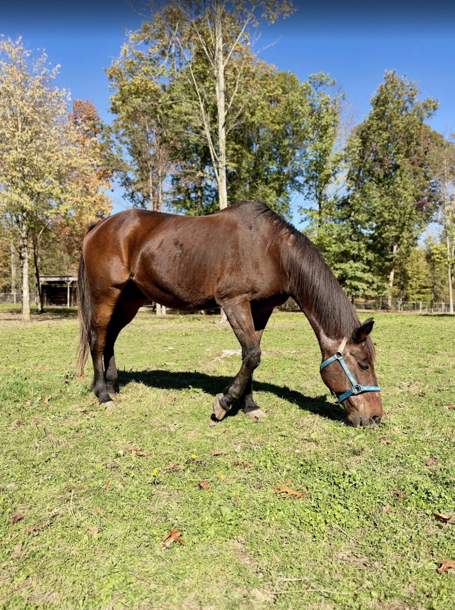 STROVOLOS // Buddy, 26yo Standardbred gelding, 15.0hh