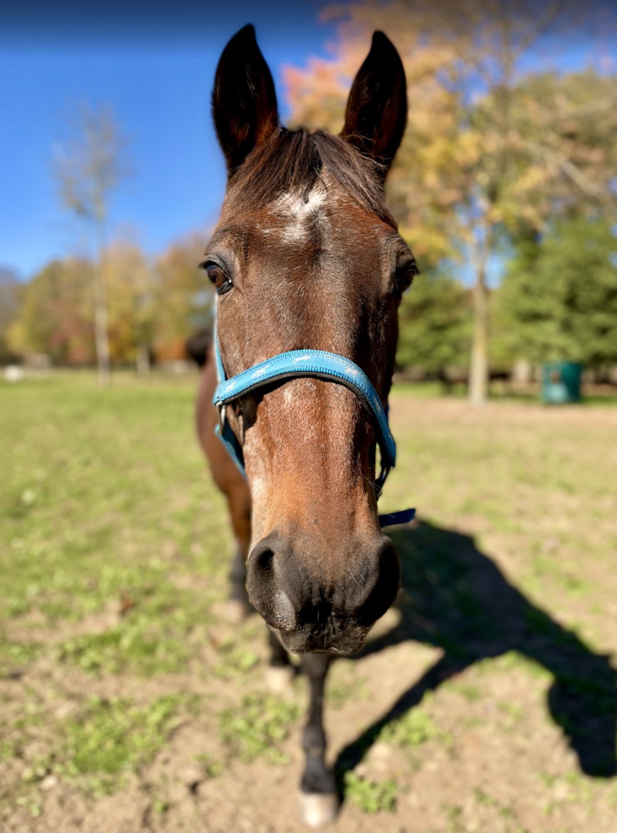 STROVOLOS // Buddy, 26yo Standardbred gelding, 15.0hh