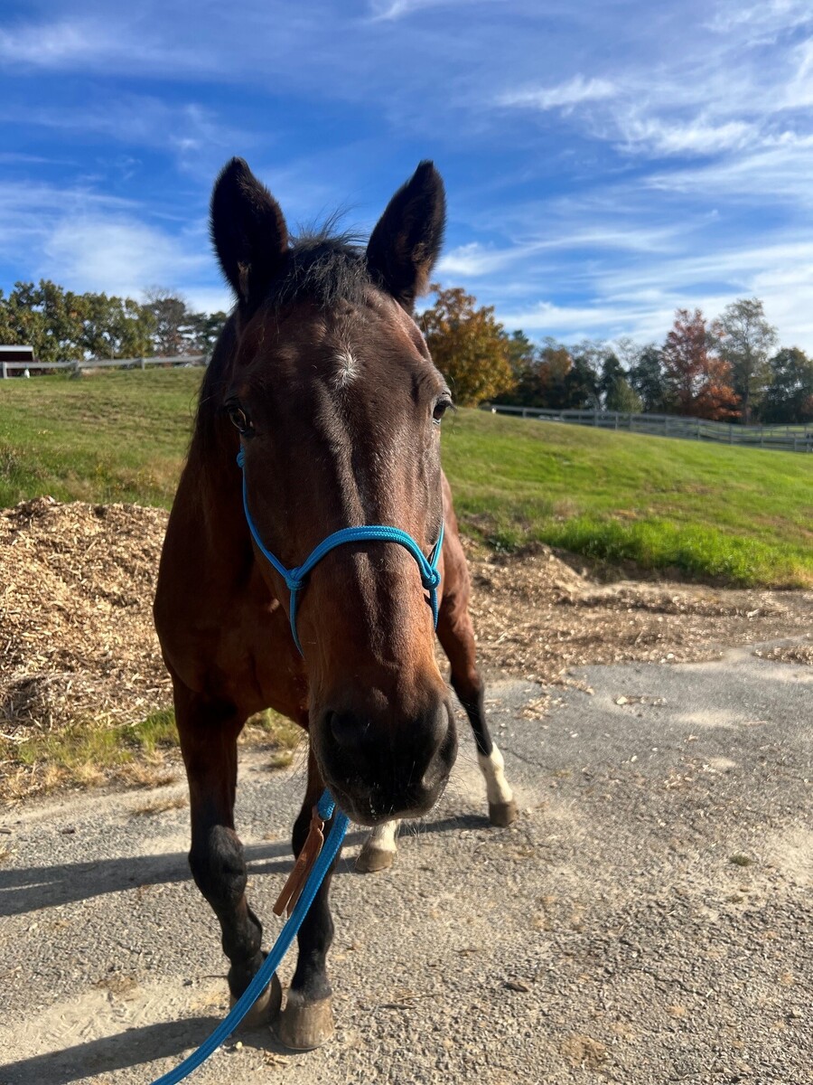 Tullyard Rock, 26yo Other gelding, 17.2hh