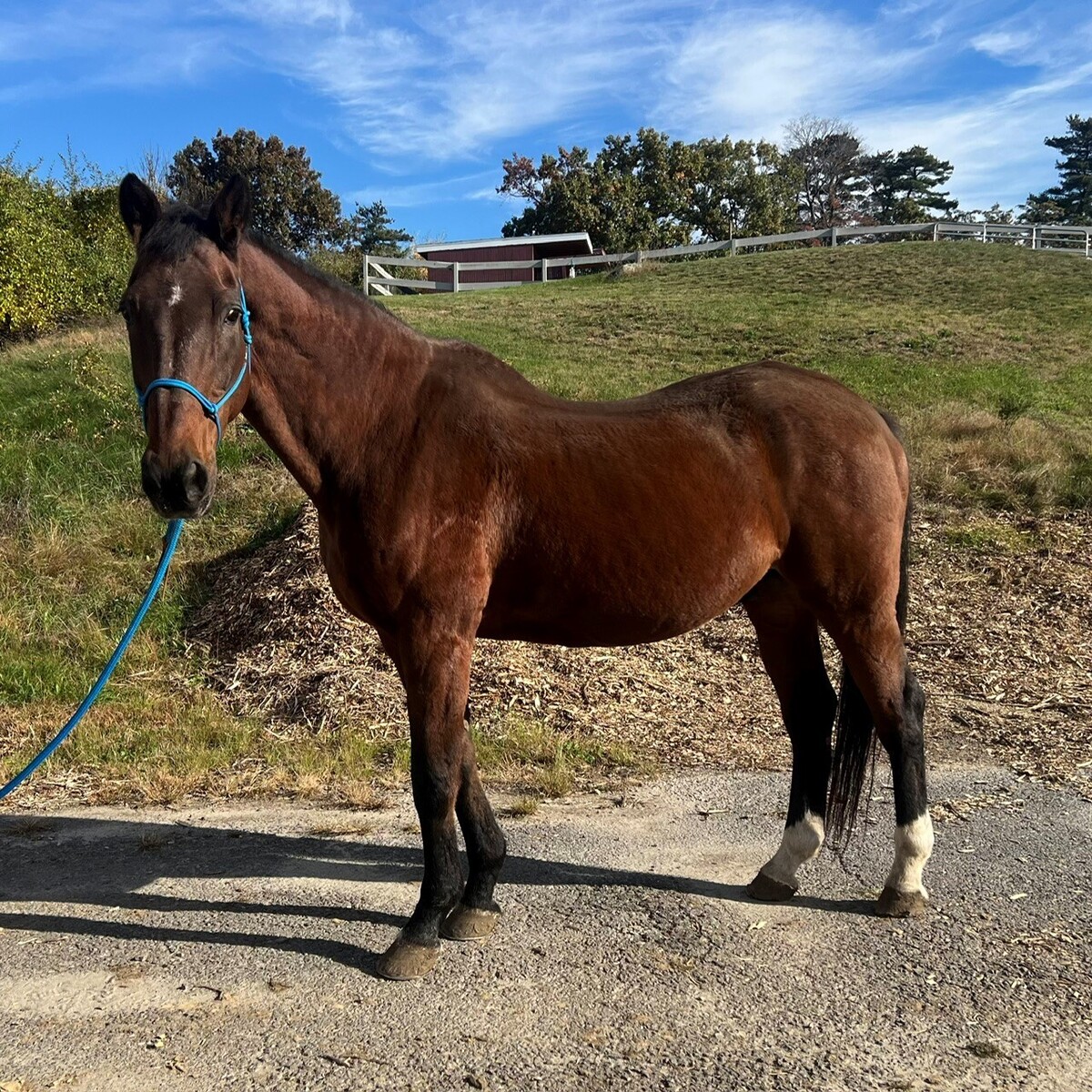 Tullyard Rock, 26yo Other gelding, 17.2hh