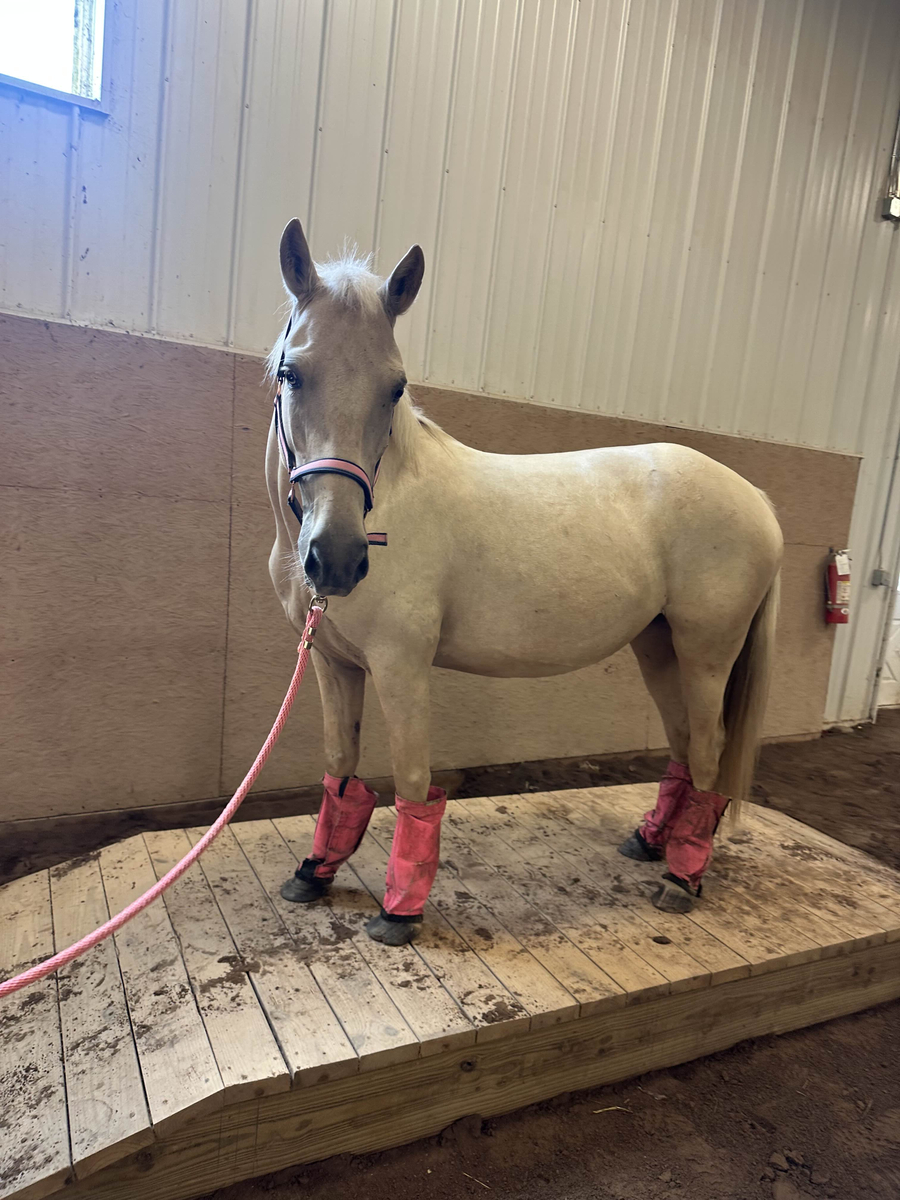 Pom Pom, 6yo mare, 13.3hh