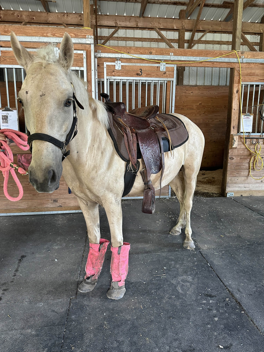 Pom Pom, 6yo mare, 13.3hh