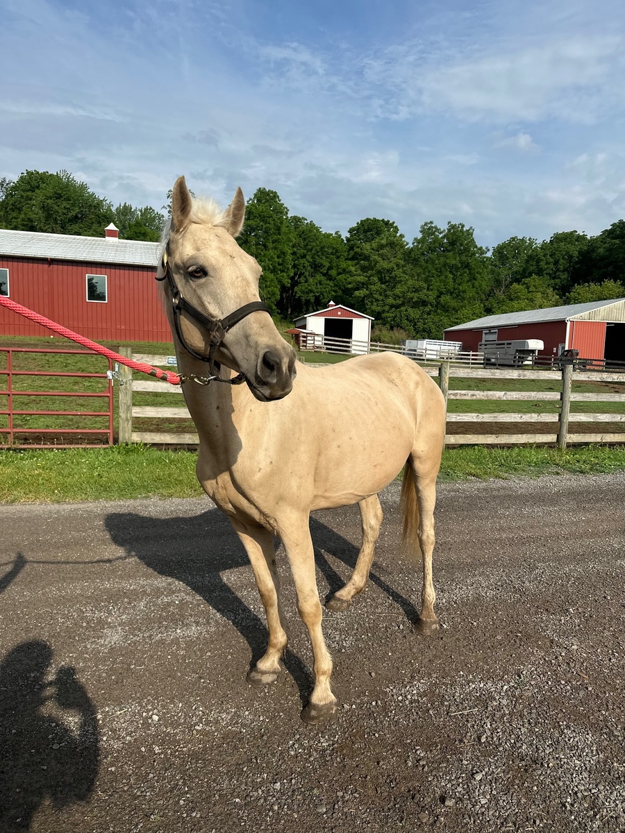 Pom Pom, 6yo mare, 13.3hh