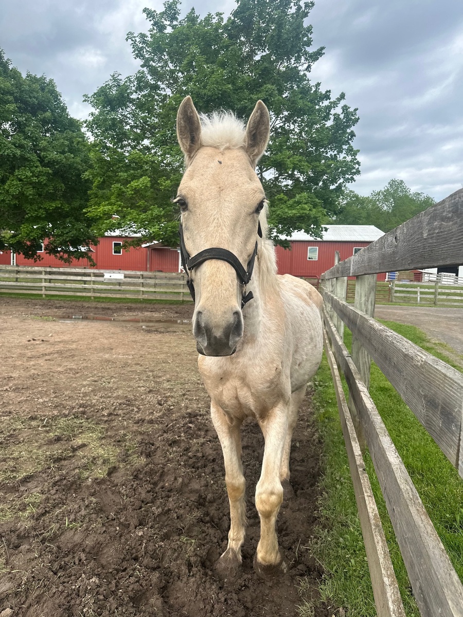 Pom Pom, 6yo mare, 13.3hh
