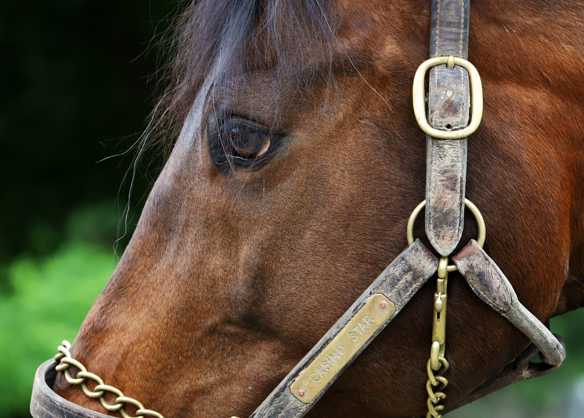 Casino Star, 13yo Thoroughbred gelding, 16.1hh