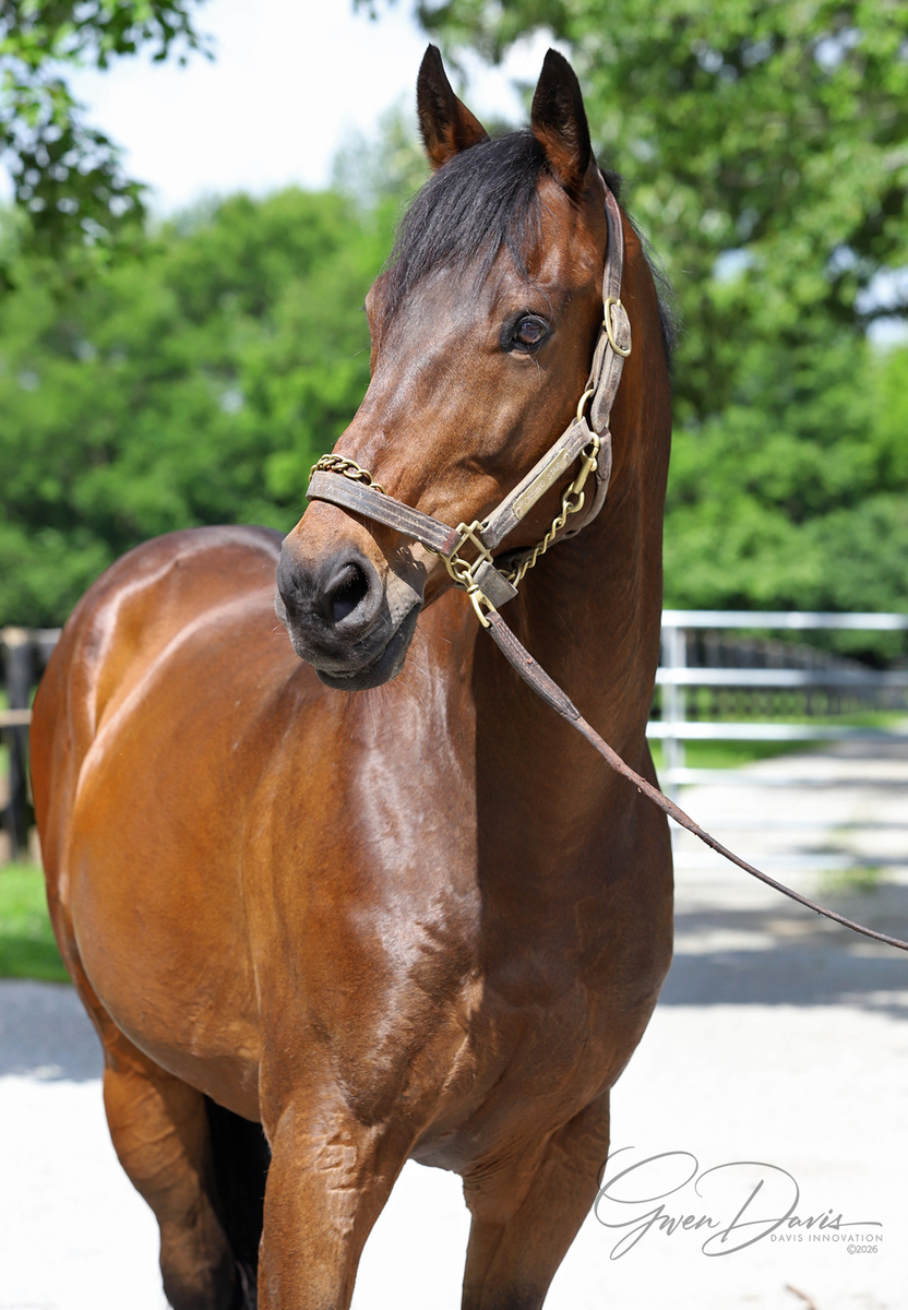 Casino Star, 13yo Thoroughbred gelding, 16.1hh