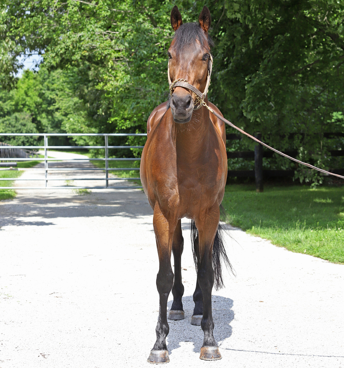 Casino Star, 13yo Thoroughbred gelding, 16.1hh