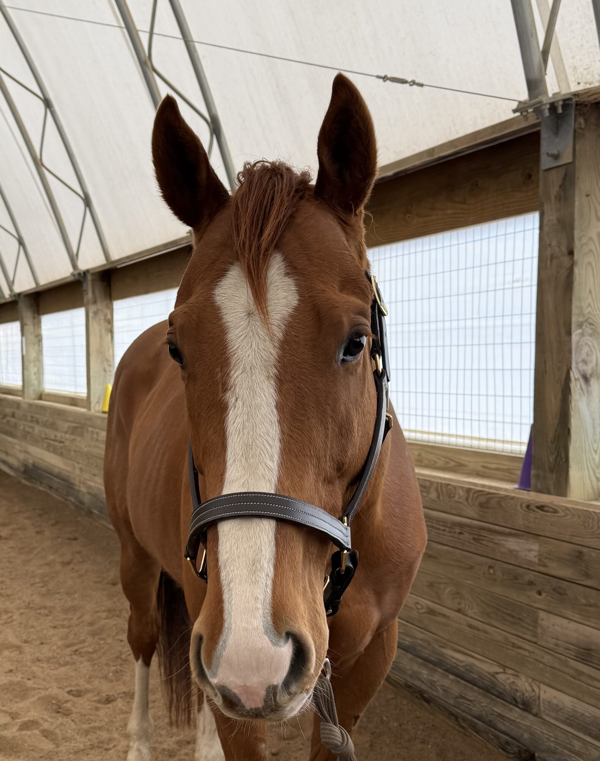 Ice, 6yo Thoroughbred gelding, 16.1hh