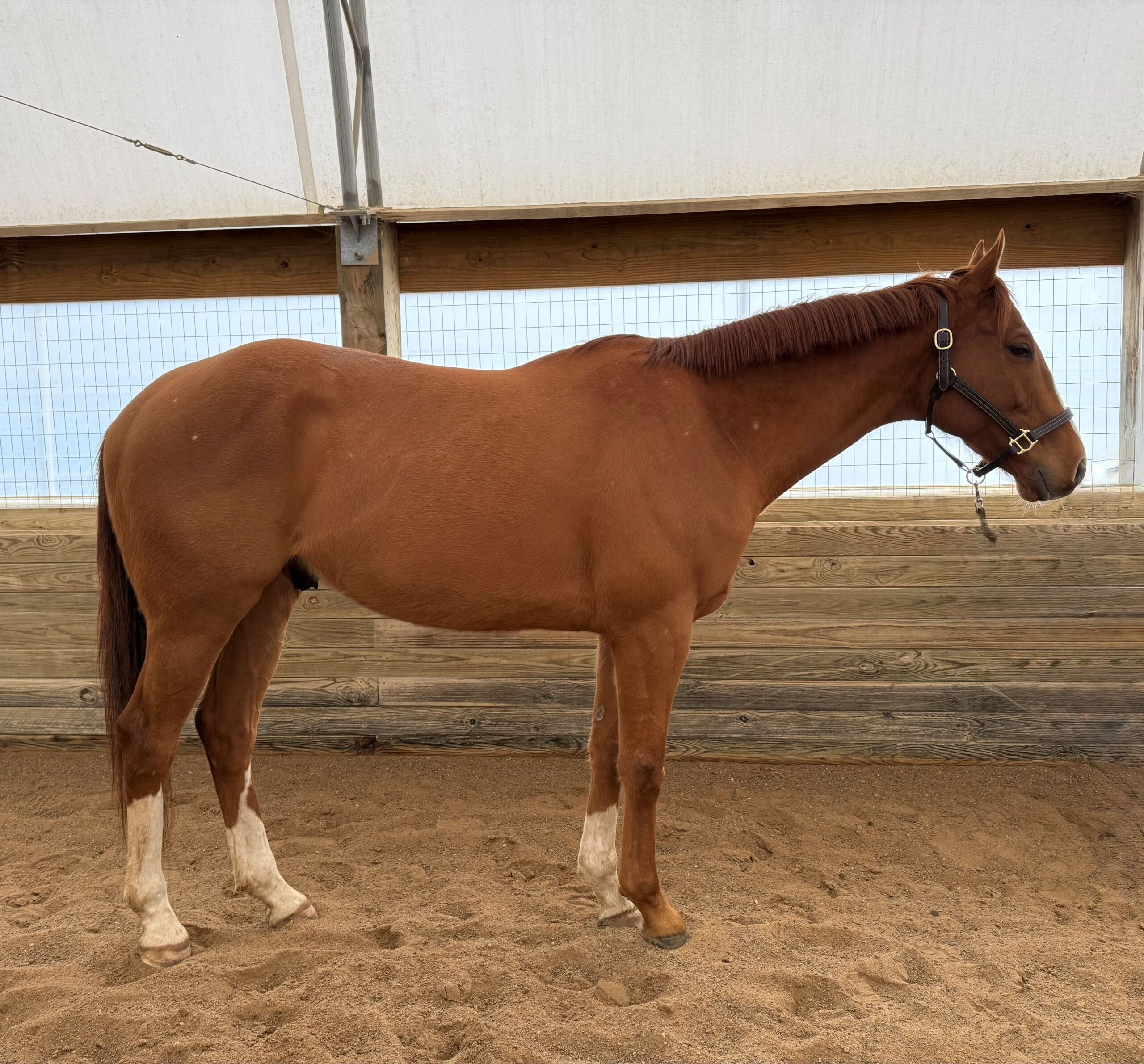 Ice, 6yo Thoroughbred gelding, 16.1hh
