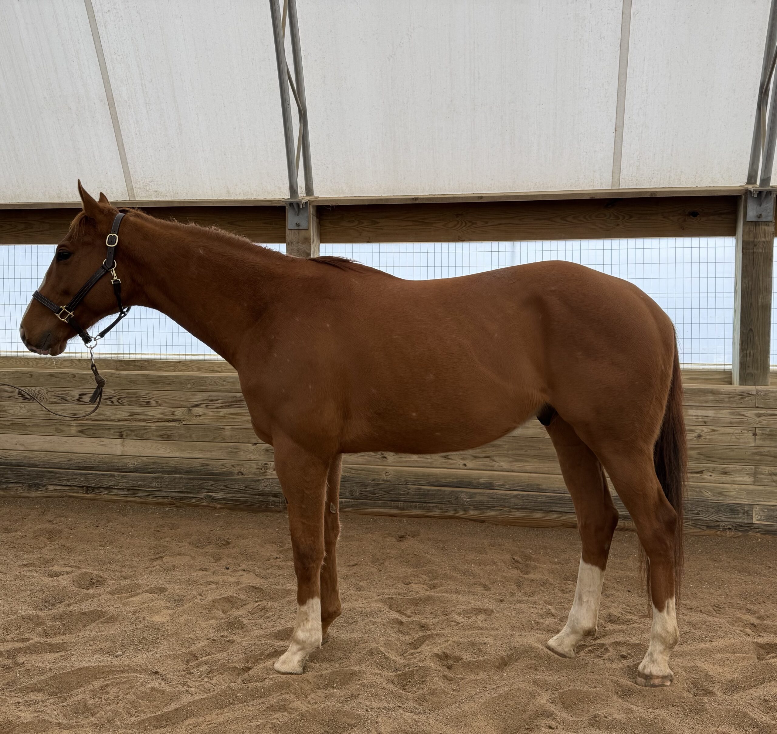 Ice, 6yo Thoroughbred gelding, 16.1hh