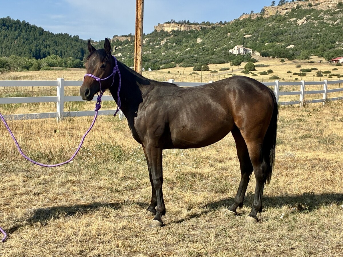 Jazz, 2yo filly, 10.0hh
