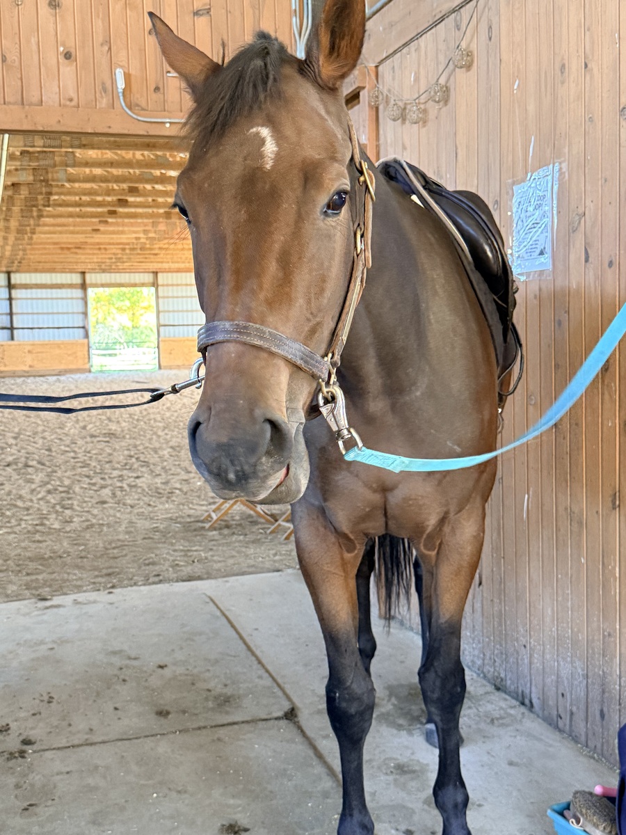 Ontheblink, 3yo Thoroughbred mare, 15.3hh