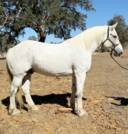 Yeti, 18yo Percheron Draft Horse Cross gelding, 16.3hh