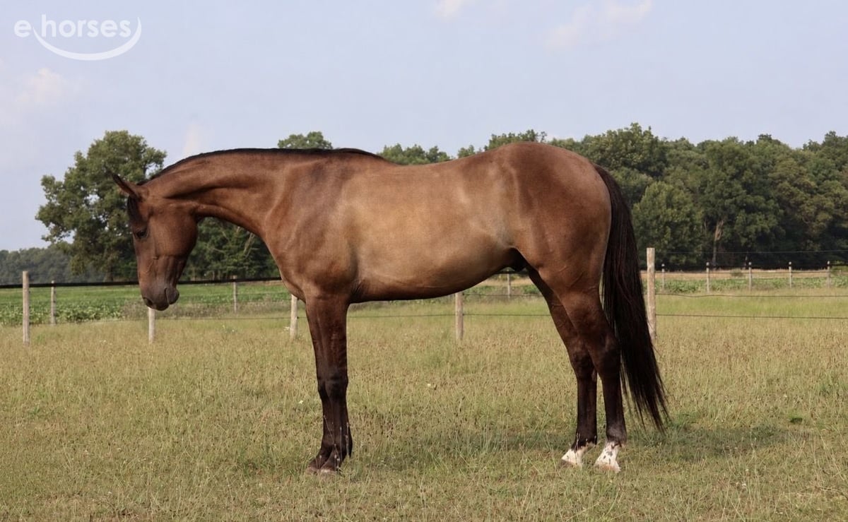 American Quarter Horse, 2yo American Quarter Horse gelding, 15hh