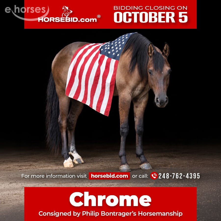 American Quarter Horse, 2yo American Quarter Horse gelding, 15hh