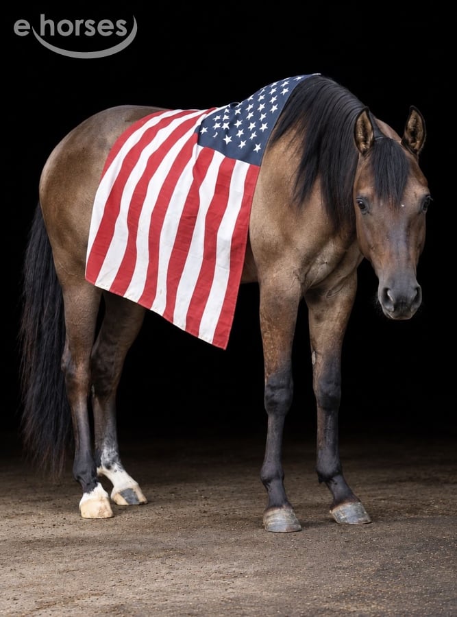 American Quarter Horse, 2yo American Quarter Horse gelding, 15hh