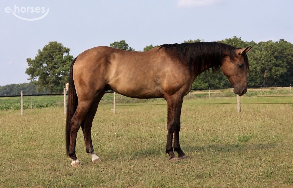 American Quarter Horse, 2yo American Quarter Horse gelding, 15hh