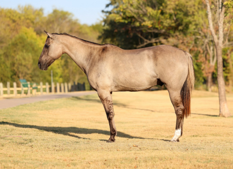 CHURCHILL, 13yo AQHA Quarter Horse gelding, 15.2hh