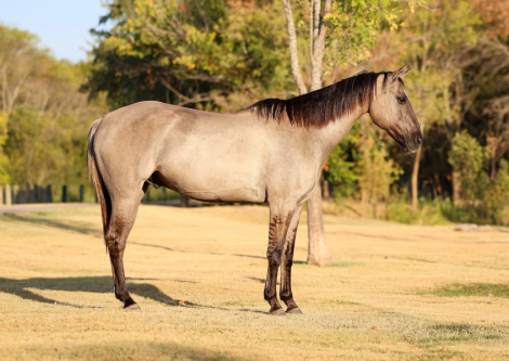 CHURCHILL, 13yo AQHA Quarter Horse gelding, 15.2hh