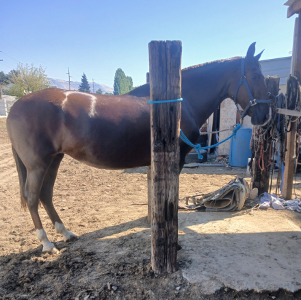 CARICIA XVII (Caricia), 9yo Andalusian mare, 16.0hh
