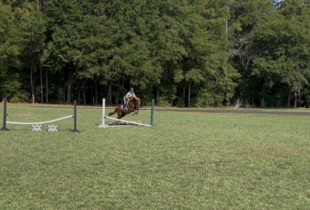 Hunter Jumper Prospect, 12yo Pony gelding, 14.1hh