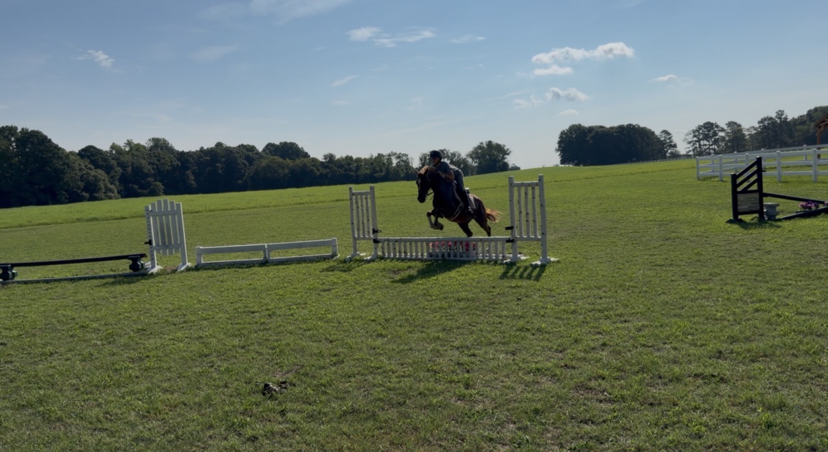Hunter Jumper Prospect, 12yo Pony gelding, 14.1hh