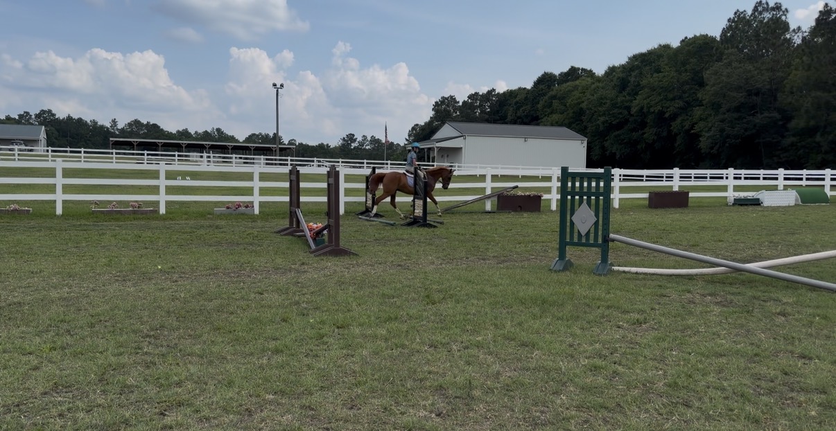 Hunter Jumper Prospect, 12yo Pony gelding, 14.1hh
