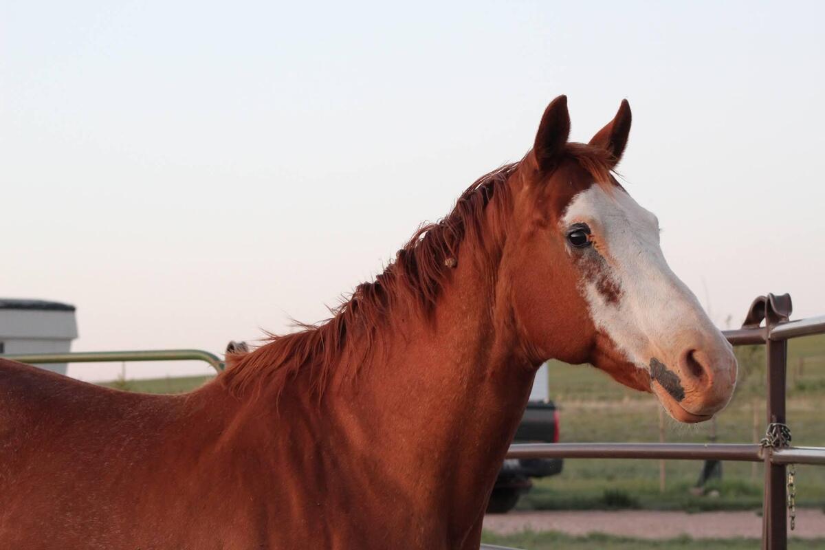 June, 17yo American Paint Horse mare, 15.0hh