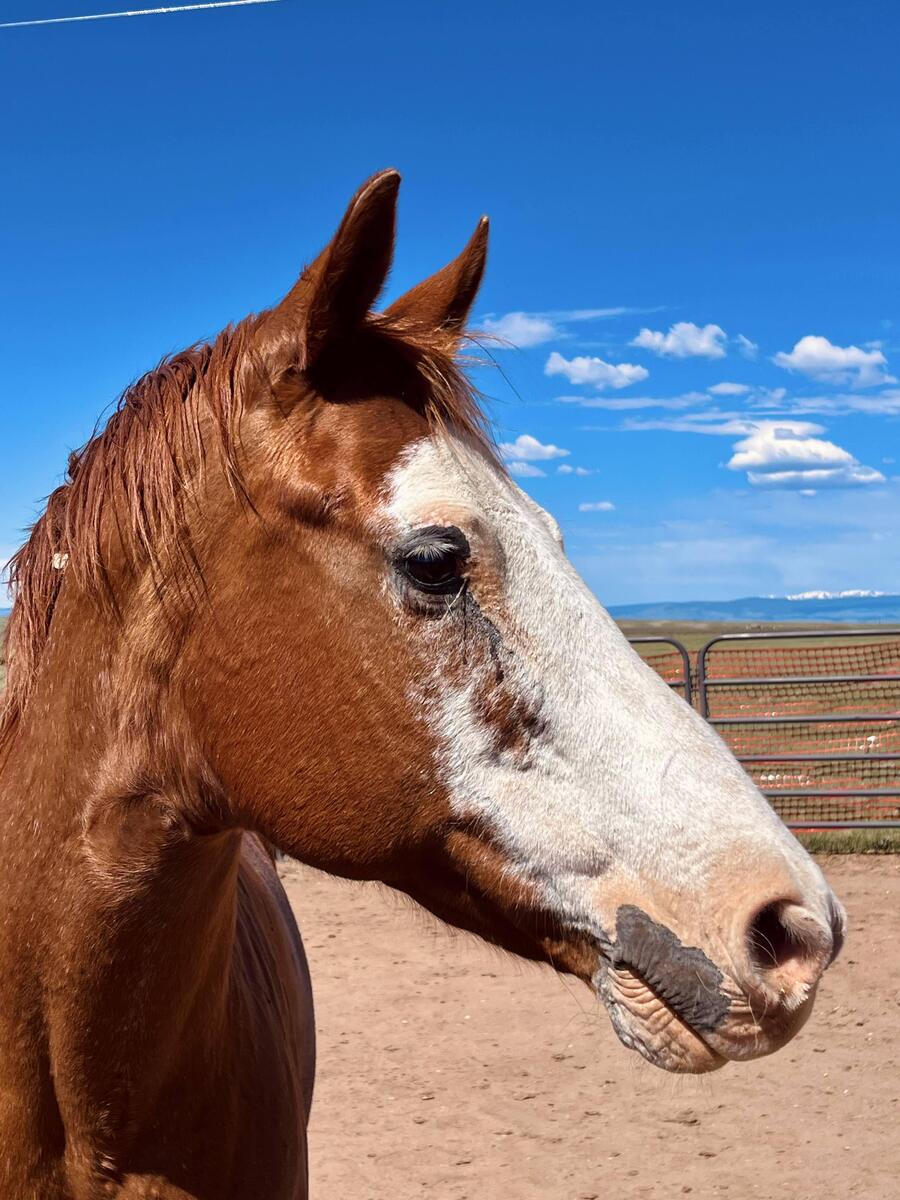 June, 17yo American Paint Horse mare, 15.0hh